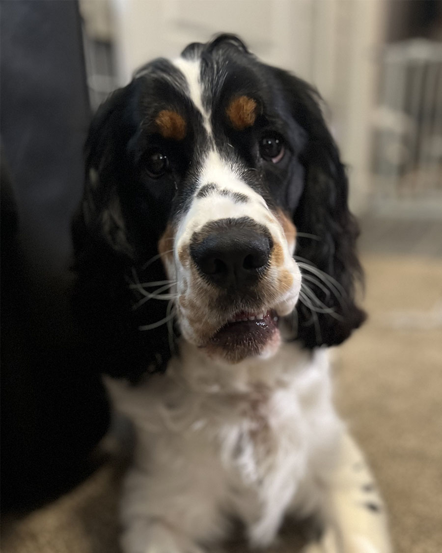 Rocky, Mascot at Pinnacle Roofing & Exteriors